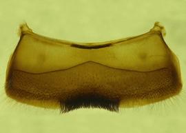   Anthidium tenuiflorae  male, ventral view of fourth sternum (S4), photo from Gonzalez and Griswold 2013 
